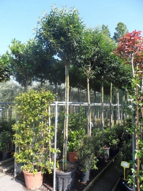 Portugese Laurier Als Boom (Prunus Lusitanica 'Angustifolia') - Image 10