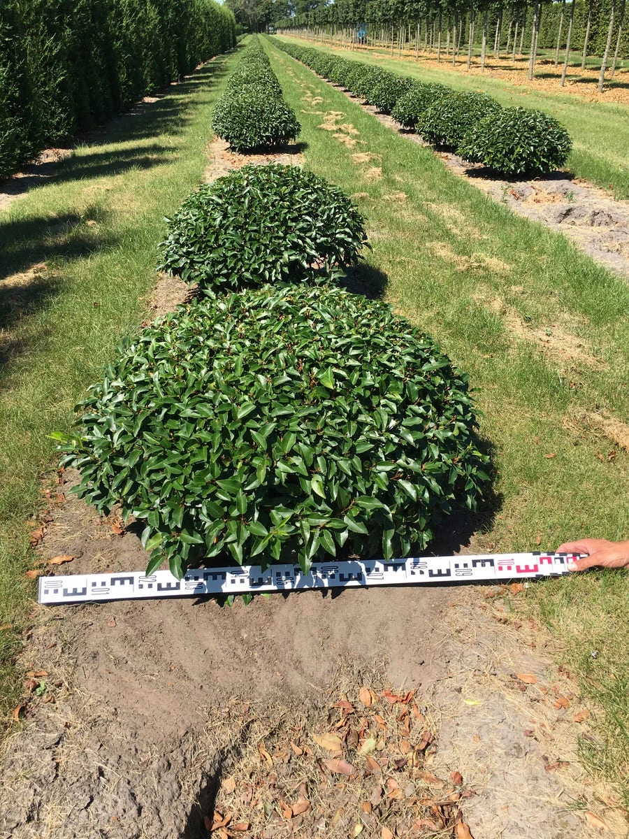 Portugese Laurier Als Grote Bolvorm (Prunus Lusitanica 'Angustifolia') - Image 5