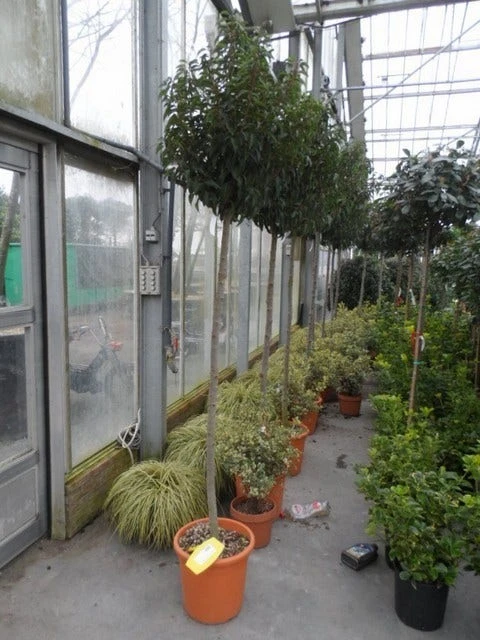 Portugese Laurier Als Boom (Prunus Lusitanica 'Angustifolia') - Image 8