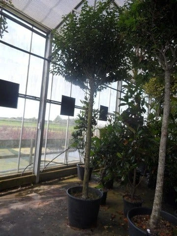 Portugese Laurier Als Boom (Prunus Lusitanica 'Angustifolia') - Image 5