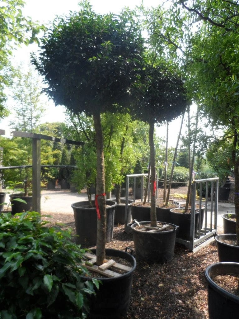 Portugese Laurier Als Boom (Prunus Lusitanica 'Angustifolia') - Image 4