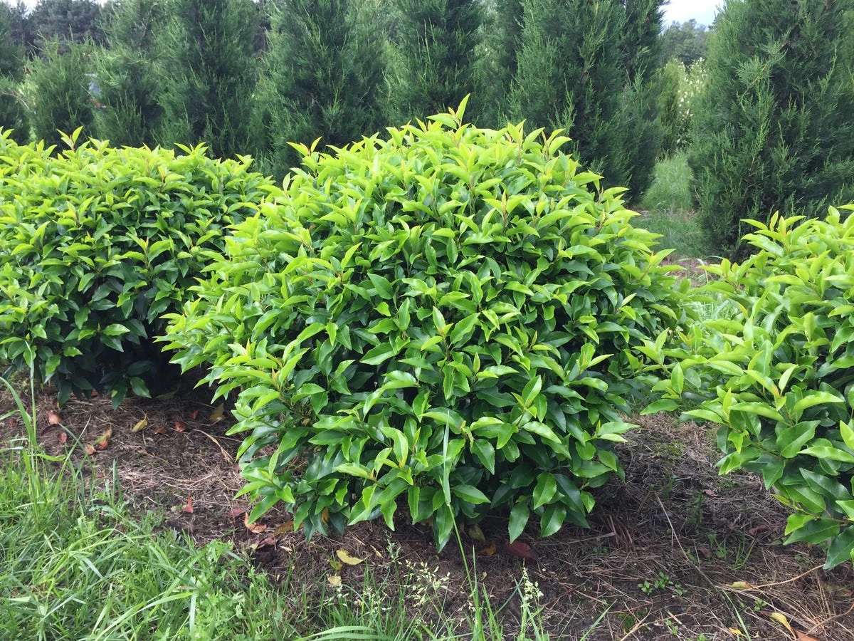 Portugese Laurier Als Grote Bolvorm (Prunus Lusitanica 'Angustifolia') - Image 4