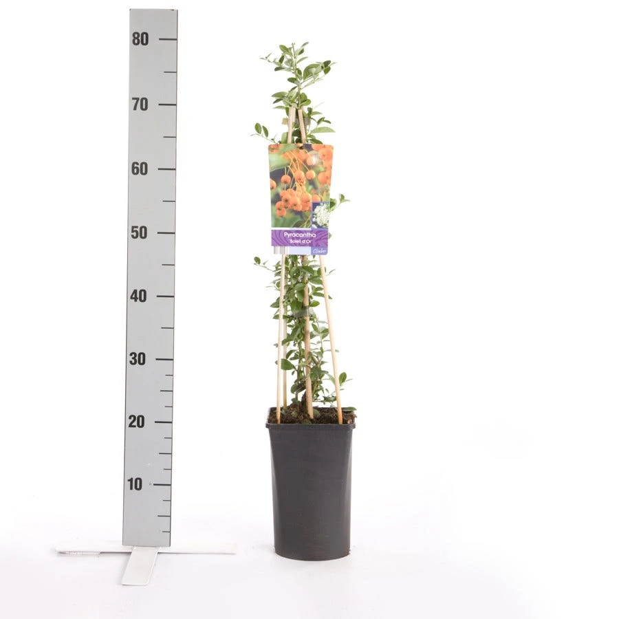 Vuurdoorn (Pyracantha 'Soleil D'Or') - Image 2