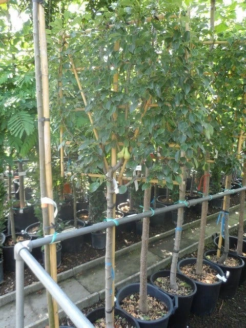 Lei-peer (Pyrus Communis 'Conference') - Image 4