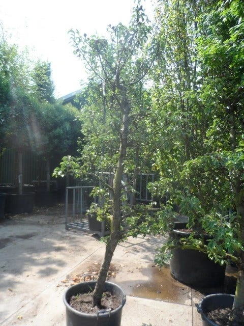 Perenboom (Pyrus Communis 'Gieser Wildeman') - Image 5
