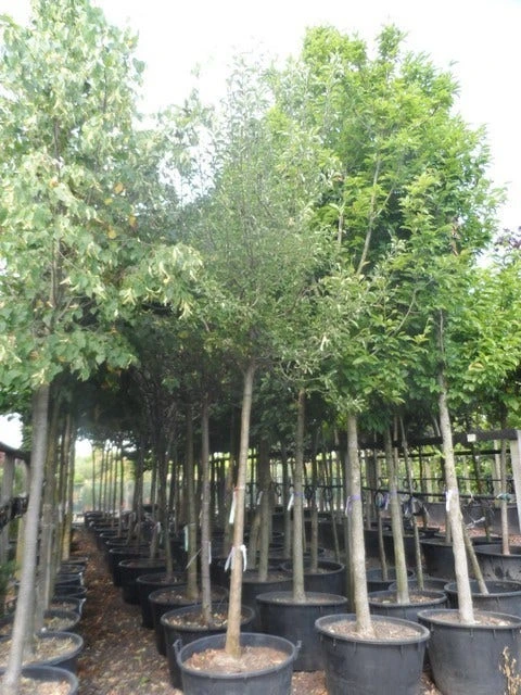 Perenboom (Pyrus Communis 'Gieser Wildeman') - Image 2