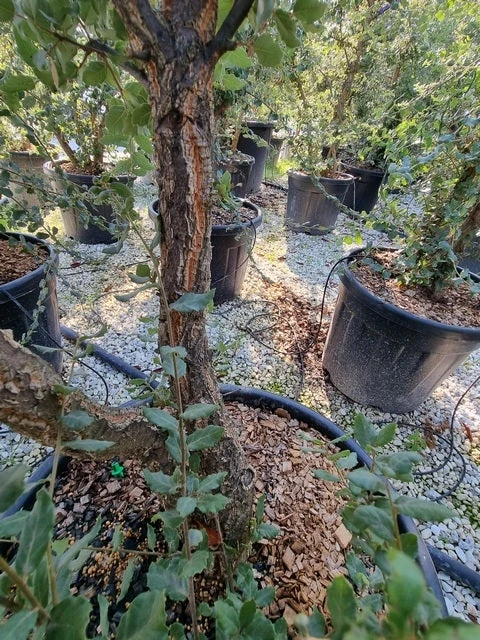 Kurkeik Meerstammig (Quercus Suber) - Image 16