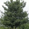 Steeneik Als Boom (Quercus Ilex)