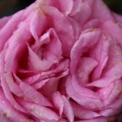 Grootbloemige Roos (Rosa 'Beverly')