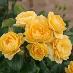 Trosroos (Rosa 'Indiane')