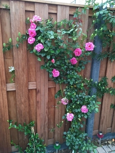 Klimroos (Rosa 'Parfum Royal') - Image 2