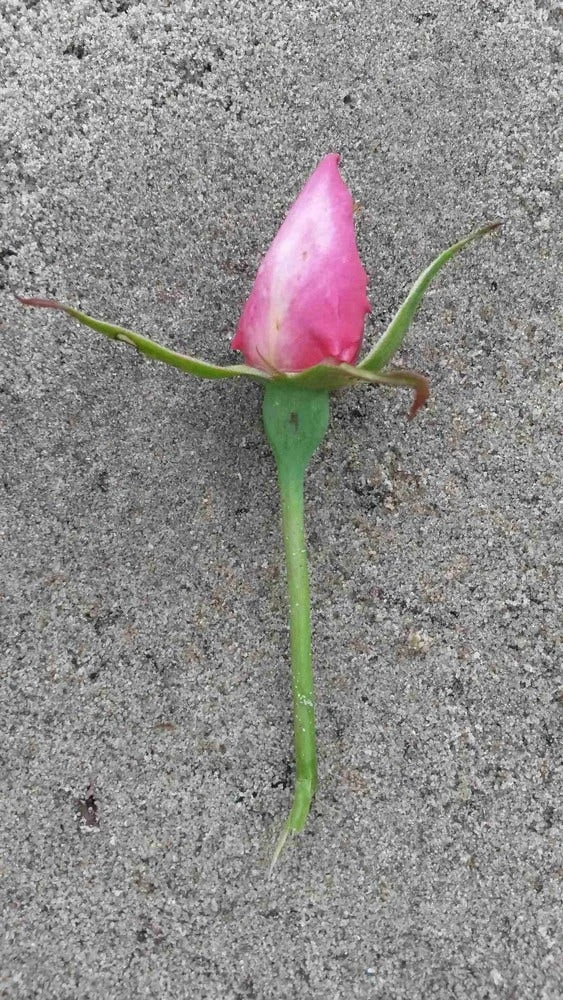 Klimroos (Rosa 'Pink Cloud') - Image 3