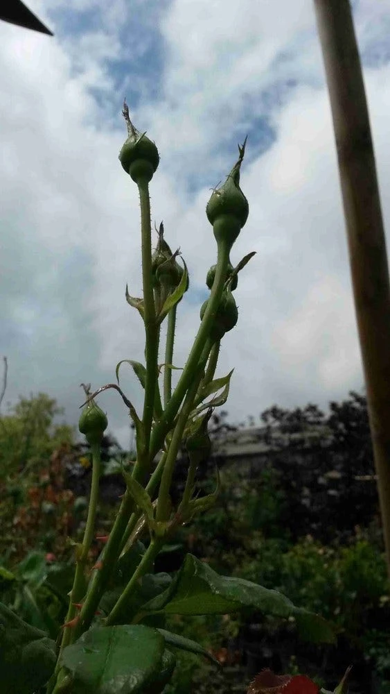 Klimroos (Rosa 'Pink Cloud') - Image 2