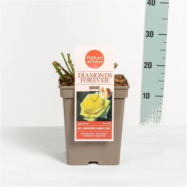 Grootbloemige Roos (Rosa 'Diamonds Forever') - Image 3