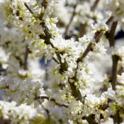 Chinese Judasboom (Cercis Chinensis 'Shirobana')