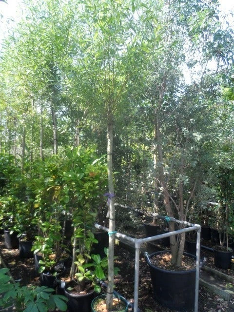 Knotwilg (Salix Alba) - Image 9