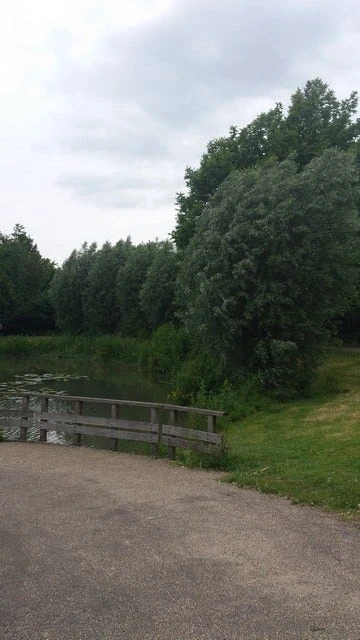 Knotwilg (Salix Alba) - Image 3