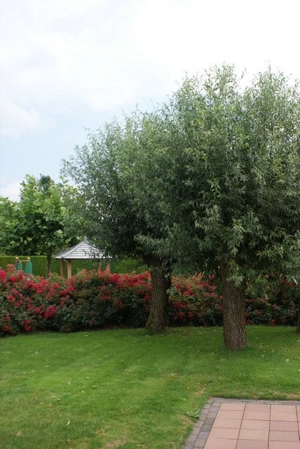 Knotwilg (Salix Alba) - Image 2