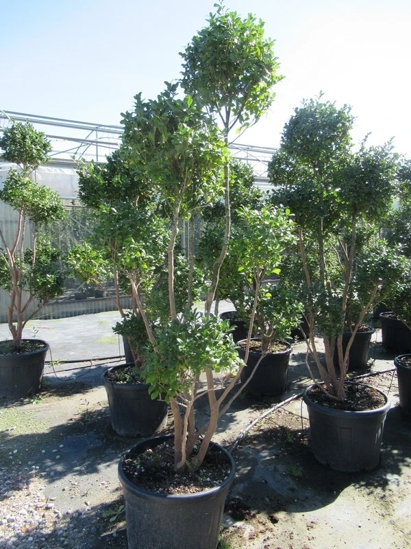 Camelia Als Bonsai (Camellia Sasanqua) - Image 8