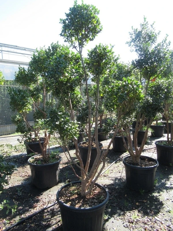 Camelia Als Bonsai (Camellia Sasanqua) - Image 9