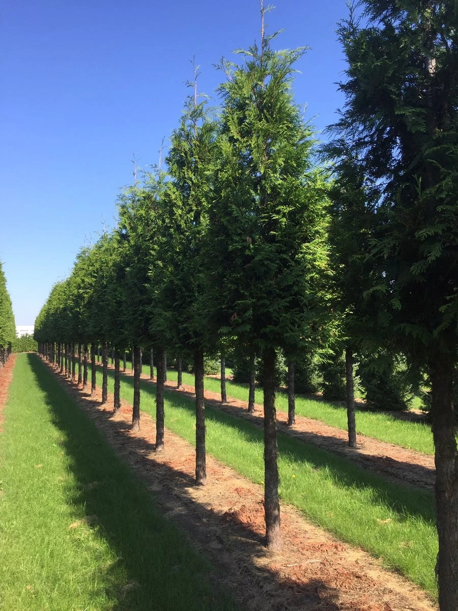 Haagconifeer Op Stam (Thuja Plicata 'Excelsa') - Image 2