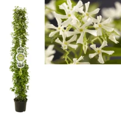 Toscaanse Jasmijn, Cilinder (Trachelospermum Jasminoides )