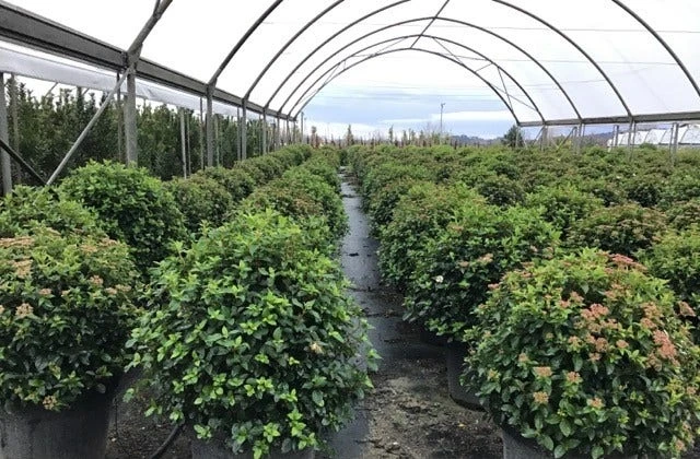 Sneeuwbal Als Bolvorm (Viburnum Tinus 'Eve Price') - Image 4