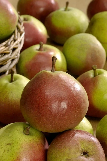 Lei-Peer (Pyrus Communis 'Zoete Brederode') - Image 2