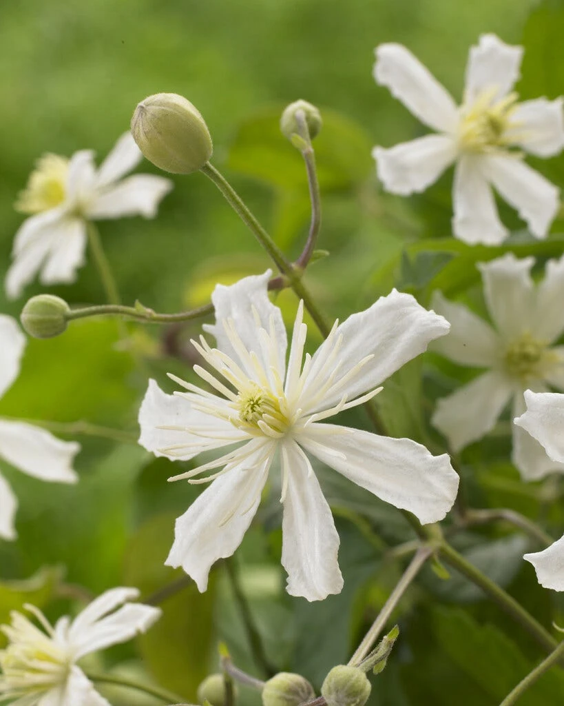 Bosrank (Clematis 'Paul Farges')