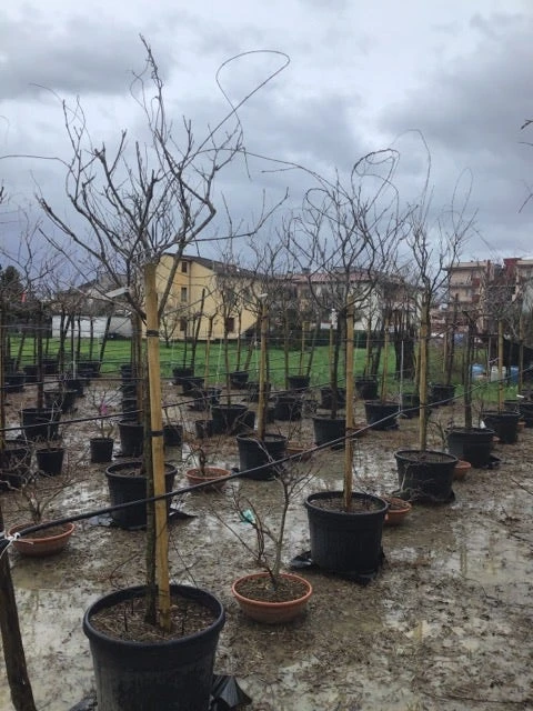 Blauweregen Als Boom (Wisteria Floribunda 'Snow Showers') - Image 2